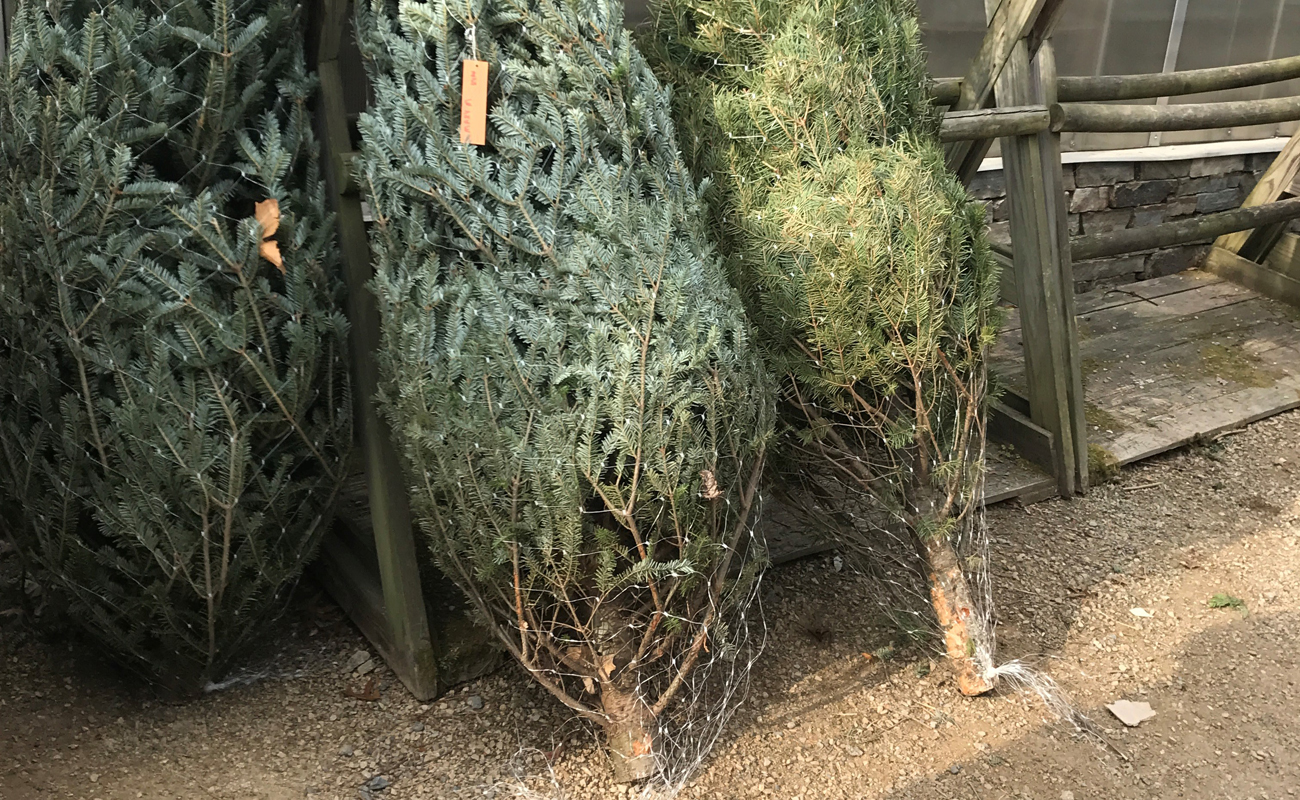 where to get rid of my christmas tree