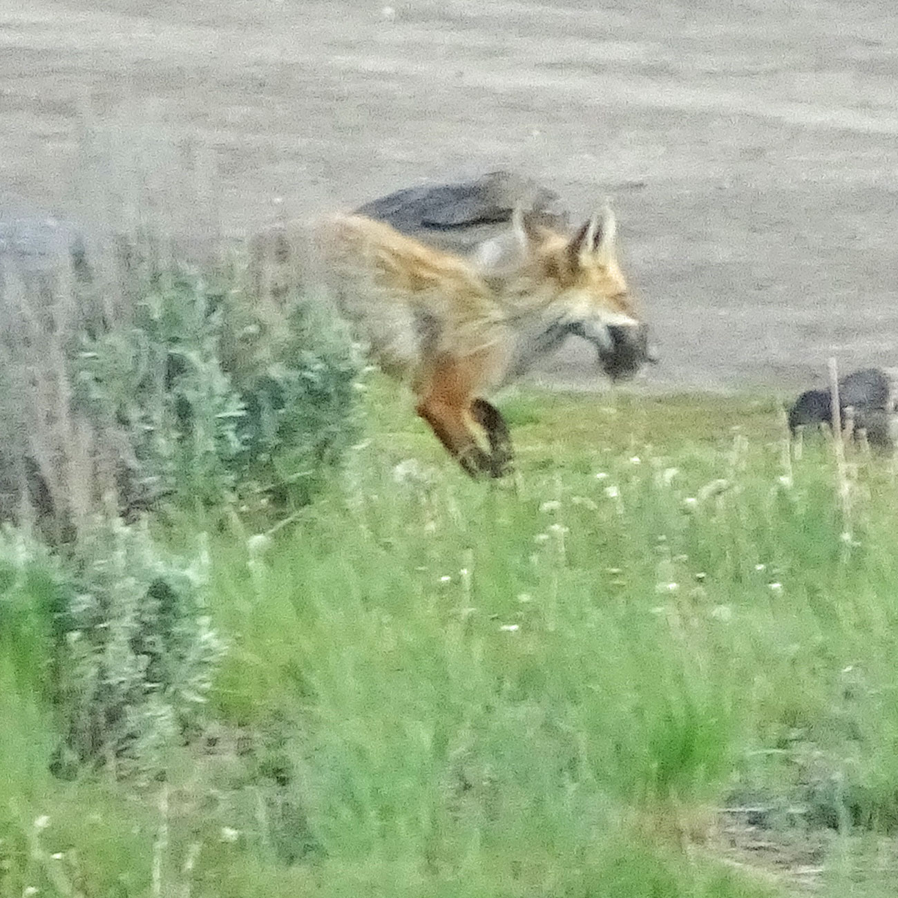 mama-fox-under-canvas-dinner-embers