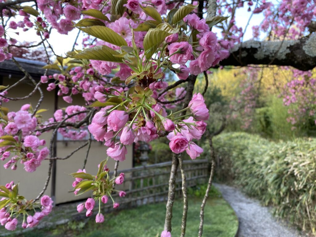 Subaru Cherry Blossom Festival 2025