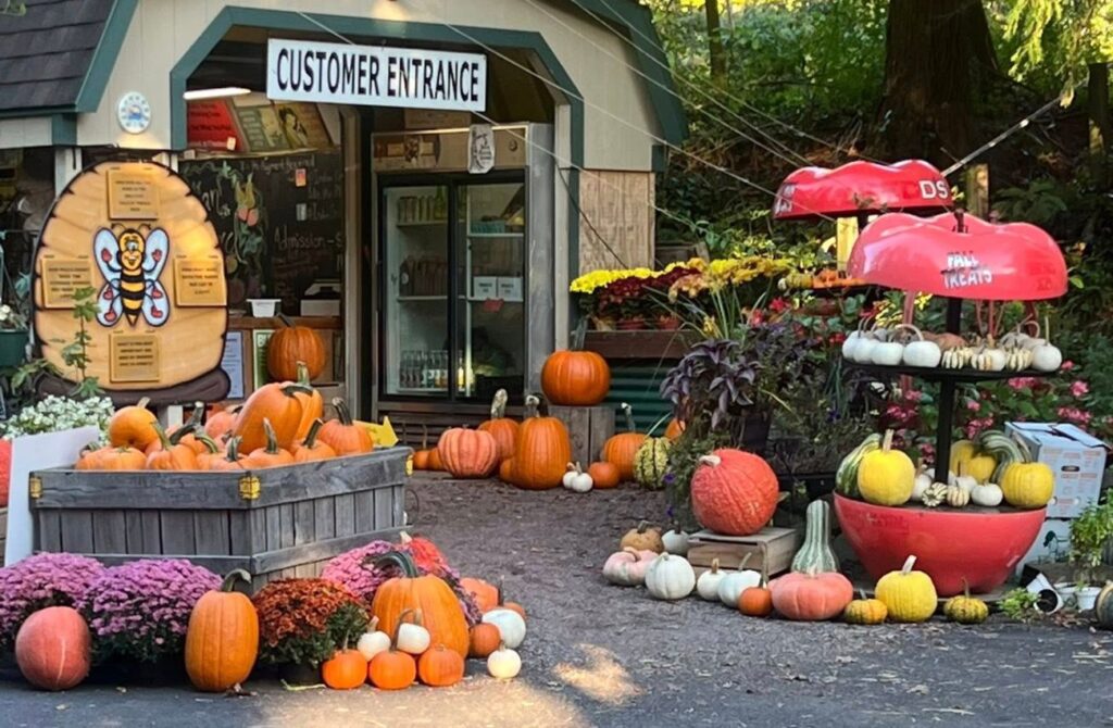 The farm stand at Indian Orchards in Media, PA, sells their own pumpkins at their farm stand. 