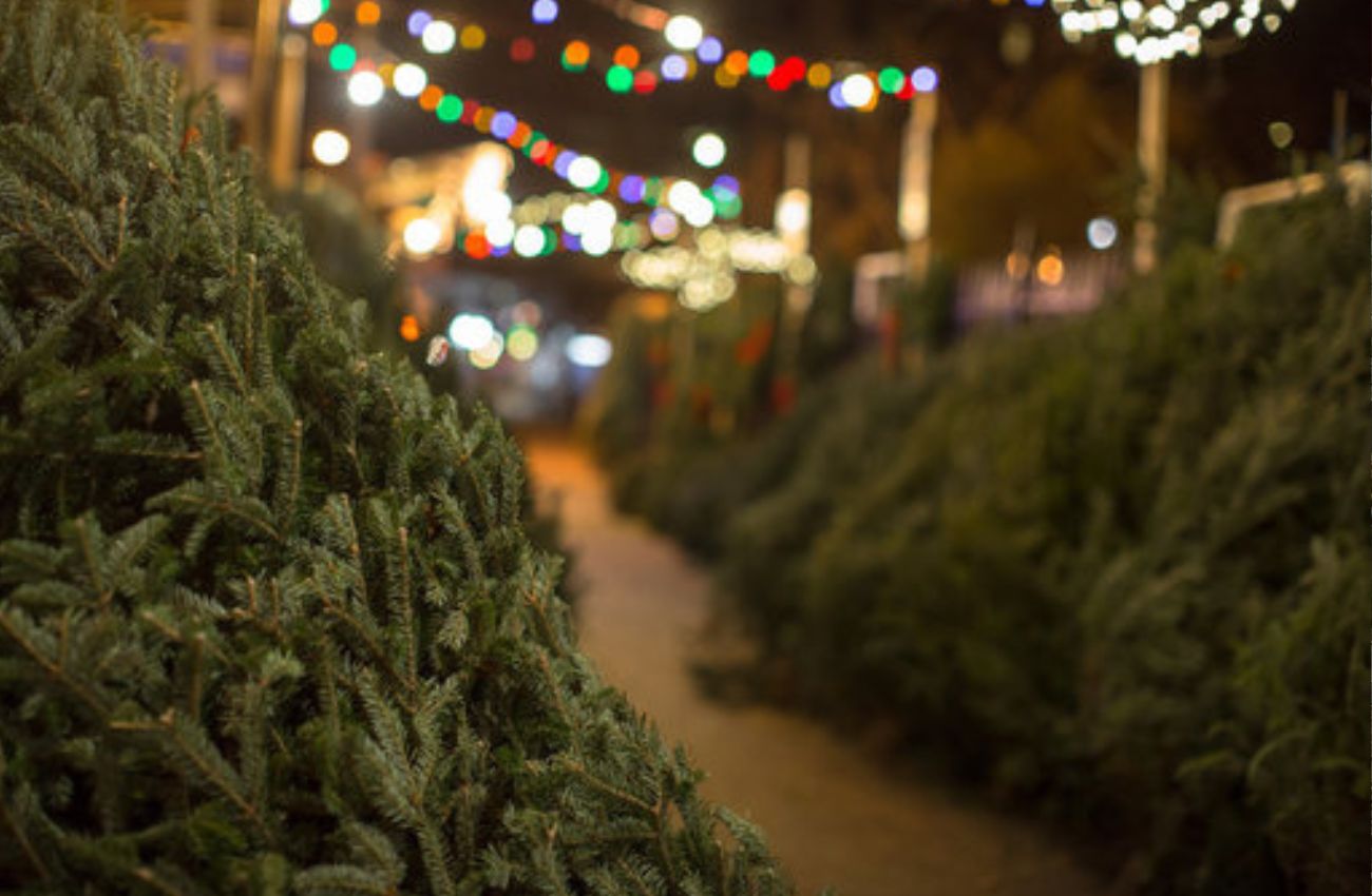 A Christmas tree lot at night with colored holiday lights in the background.