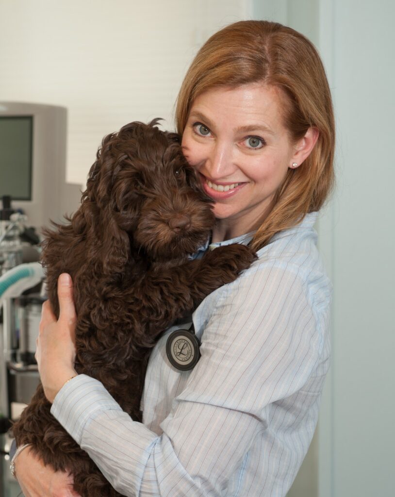 gladwyne animal hospital – preview